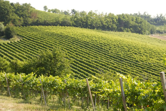 I vini di Caselleone